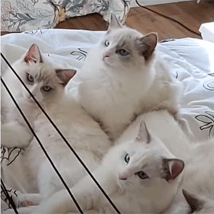 Blue Bicolor Ragdoll