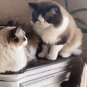Blue Bicolor Ragdoll