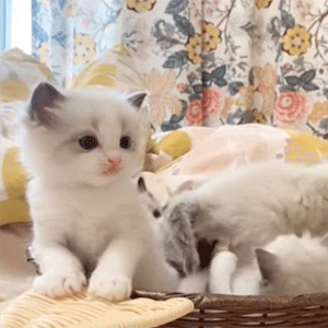 Blue Bicolor Ragdoll