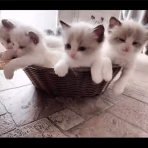 Blue Bicolor Ragdoll