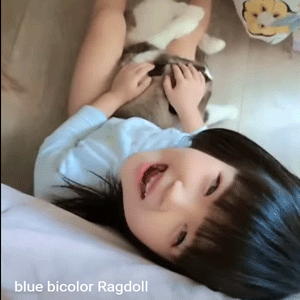 Blue Bicolor Ragdoll