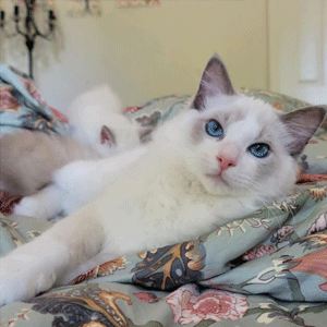 Blue Bicolor Ragdoll