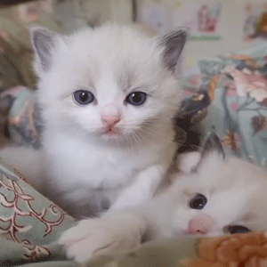 Blue Bicolor Ragdoll